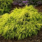 Cypruštek hrachonosný (Chamaecyparis pisifera) ´SUNGOLD´ - výška 30-40 cm  Ø 25-30 cm, kont. C3L